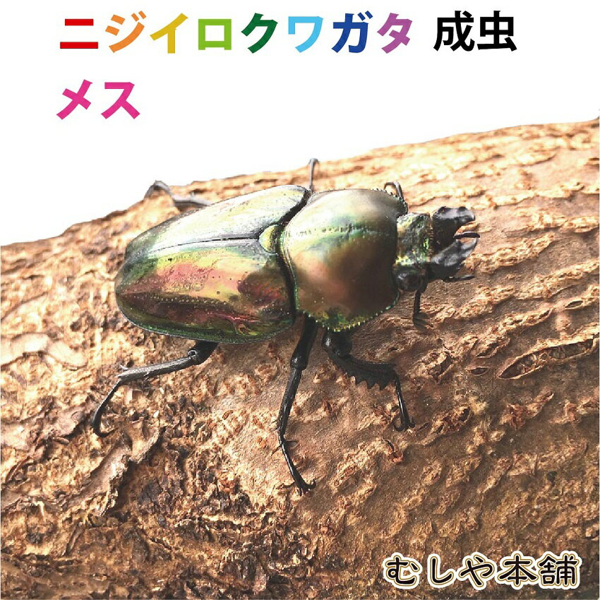 【ニジイロクワガタ成虫 メス Lサイズ】外国産クワガタ クワガタ成虫 クワガタ ニジイロ 生体 昆虫 ペット プレゼントに！