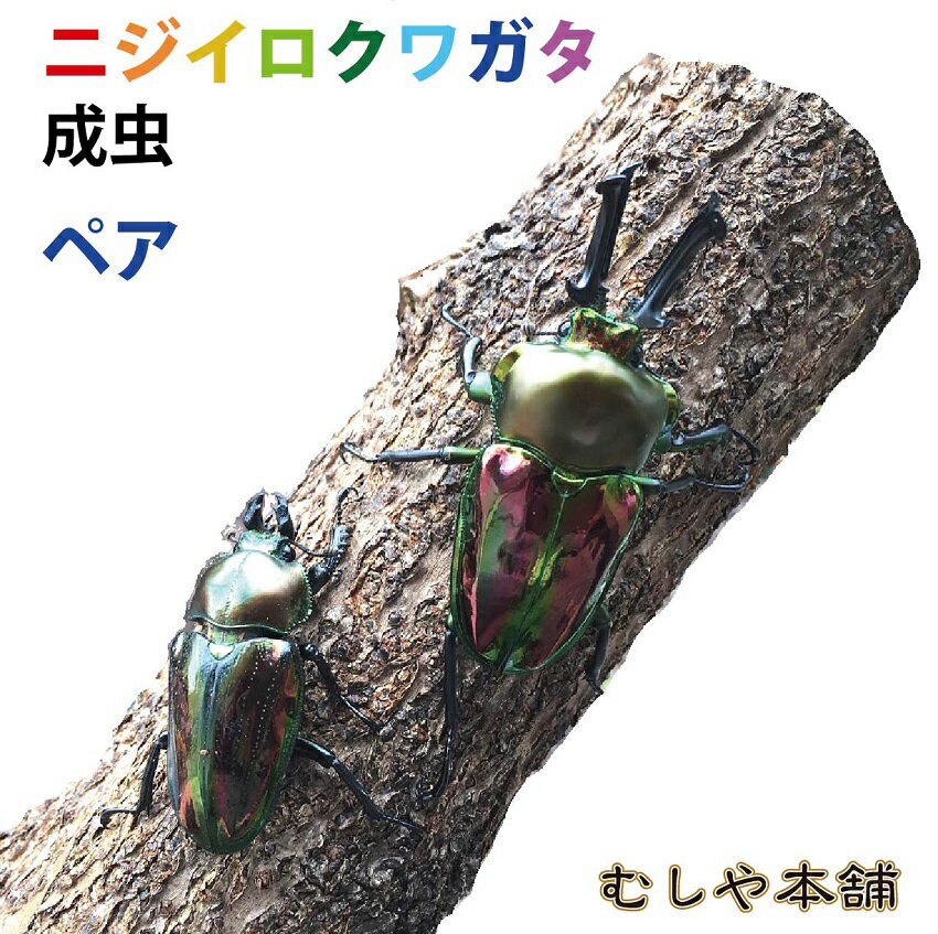 新成虫！オスメスのペアになります。 【和　名】 ニジイロクワガタ 【サイズ】 特大サイズ（オス：60ミリ以上、メス：フリー） 【学　名】 Phalacrognatus muelleri 【産　地】 オーストラリア、クイーンズランド 【羽化日】 羽化後2～3ヶ月以内 【累　代】 CBF1 【寿　命】 1〜3年 【飼　育】 20〜25度が理想ですが、低温でも弱ってしまう事はほとんどありません。 光が当たるとキラキラと大変美しく輝きます！ （写真は、同等のイメージです） 配送用の小さな容器に入れてのお届けとなります！ 飼育に必要なものが全て揃った飼育セットもご一緒にご注文下さい。 1梱包にまとめてお届け致します！