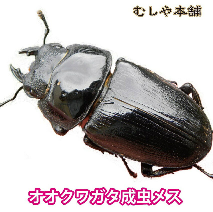 送料無料！【新成虫！国産 オオクワガタ 成虫 メス LLサイズ】昆虫 クワガタ ブリード 生き物 ペット