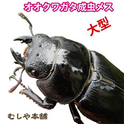 むしや本舗【国産 オオクワガタ 成虫 メス単品 特大サイズ 52ミリ】オオクワ／昆虫／クワガタ／ブリード／生き物／ペット／プレゼントに