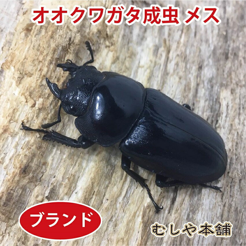 能勢YG　有名血統のオオクワガタ成虫メス　ブリードにいかがですか！ 【商品名】能勢YG オオクワガタ 成虫 メス 【学　名】Dorcus hopei binodulsus 【体　長】50～57ミリ以上 【羽　化】羽化後、1～6ヶ月以内 【累　代】CB 【産　地】能勢YG 【寿　命】3年程度 【飼　育】20〜25度が理想ですが低温でも弱ってしまう事は、 　　　　　ほとんどありません。冬場は冬眠します。 ※証明書等の発行はしておりません。 有名血統のオオクワガタを育てよう！ （写真は、同等のイメージです） 配送用の小さな容器に入れてのお届けとなります！ 飼育に必要なものが全て揃った飼育セットもご一緒にご注文下さい。 1梱包にまとめてお届け致します！ ※複数のサイトでも同じ個体を販売しておりますので購入のタイミング 次第では在庫切れの場合もございます。 先にご注文の方を優先いたしますので予めご了承下さい。 同等品がある場合はご案内させて頂きます。