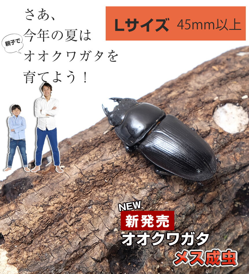 むしや本舗【国産 オオクワガタ 成虫 メス単品...の紹介画像2