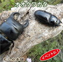 イベント、夏祭り等にいかがですか！ オスメス成虫のペアです。 【和　名】オオクワガタ 【学　名】Dorcus hopei binodulsus 【体　長】オス70mm以上　メス　フリーサイズ 【羽　化】羽化後、1～6ヶ月以内 【累　代】CB 【生産地】熊本　むしや本舗オリジナルです。 【寿　命】3年程度 【飼　育】20〜25度が理想ですが低温でも弱ってしまう事は、ほとんどありません。冬場は、冬眠します。 （写真は、同等のイメージです） 配送用の小さな容器に1匹ずつ入れてのお届けとなります！