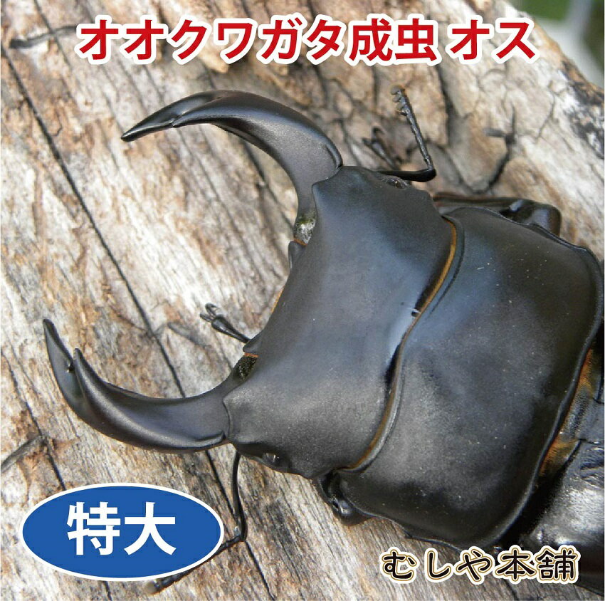 むしや本舗【新成虫 国産 オオクワガタ 成虫 オス単品 超特大サイズ 84～85ミリ】クワガタ／昆虫／オオクワ／生き物／ペット／プレゼントに