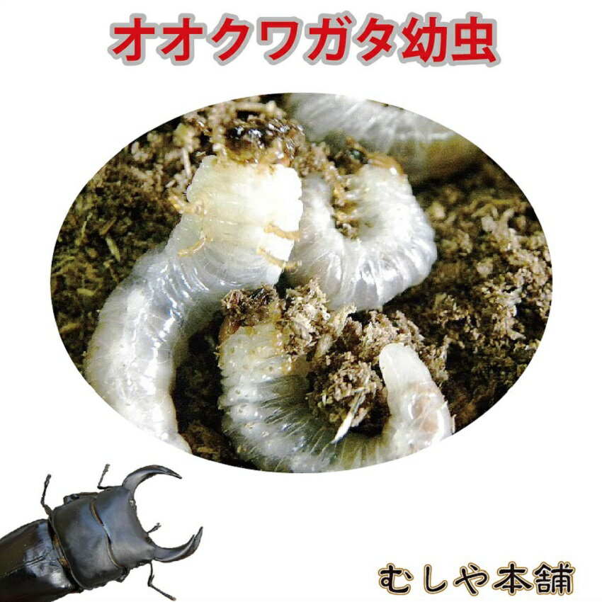 【国産 オオクワガタ幼虫 1〜2令 1頭】クワガタ オオクワ 幼虫 生体