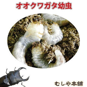 送料無料！【国産 オオクワガタ 幼虫 1〜2令 100頭】大口・大量購入ペット 昆虫 生体