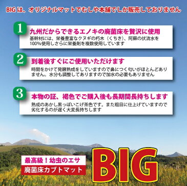 送料無料！【高カロリー！廃菌床発酵カブトムシ マット「BIG」10リットル5袋】昆虫マット かぶとむし カブトムシ幼虫のエサ ヘラクレス幼虫のエサ カブトムシマットビッグ