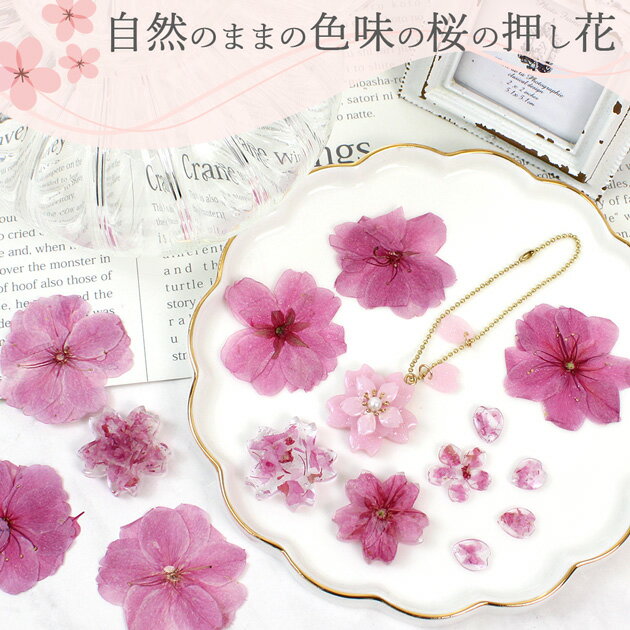 【訳あり】桜 押し花 セット 12枚入 ■ドライフラワー さくら 花 春 ネイル レジン ...