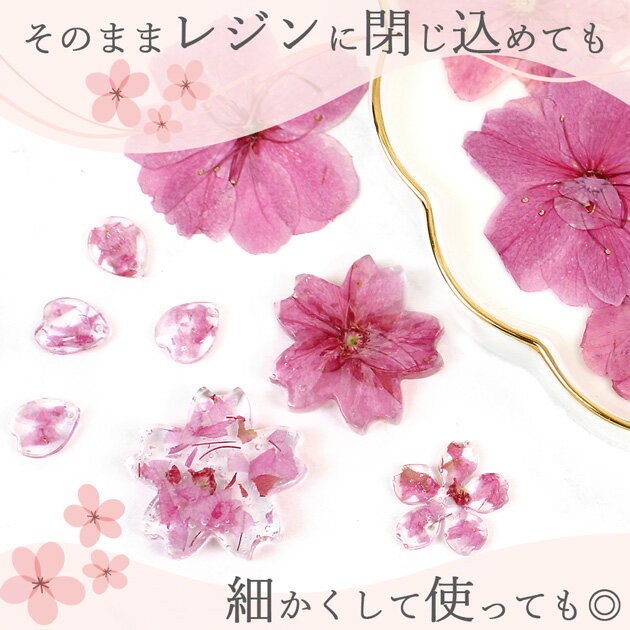 【訳あり】桜 押し花 セット 12枚入 ■ドライフラワー さくら 花 春 ネイル レジン ...