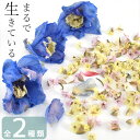 【クーポン配布中】ドライフラワー セット 全2種類 ■ 花材 花 小花 ケース付 小分け 少量 ミックス アソート レジン 素材 材料 国産 アクセサリー ハー...
