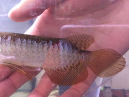 一部地域除く アロワナアジアアロワナ過背金龍 021 0602 1 熱帯魚 アクアリウム 送料無料 特価ペット ペットグッズ 特価 ナジェール 店 一部地域除く アロワナアジアアロワナ過背金龍 021 0602 1 熱帯魚 アクアリウム 送料無料 特価ペット ペットグッズ 特価 ナジェール 店