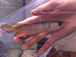 一部地域除く アロワナアジアアロワナ過背金龍 021 0602 1 熱帯魚 アクアリウム 送料無料 特価ペット ペットグッズ 特価 ナジェール 店 一部地域除く アロワナアジアアロワナ過背金龍 021 0602 1 熱帯魚 アクアリウム 送料無料 特価ペット ペットグッズ 特価 ナジェール 店