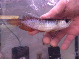送料無料 一部地域除く 観賞魚 アロワナアジアアロワナ高背金龍021 04 11特価 ナジェール 店 送料無料 一部地域除く 観賞魚 アロワナアジアアロワナ高背金龍021 04 11特価 ナジェール 店