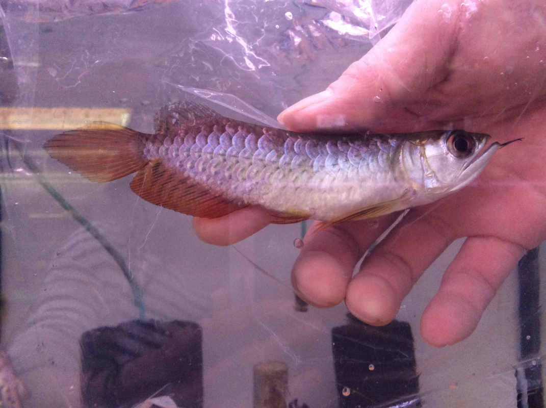送料無料 一部地域除く 観賞魚 アロワナアジアアロワナ高背金龍021 04 11特価 ナジェール 店