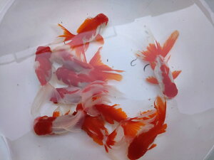 生体 飯田産 更紗オランダ獅子頭 三歳魚 約10センチ(1匹)オランダ/金魚/ローズテール/棚田産/きんぎょ/国産金魚【金魚小屋-希-福岡】