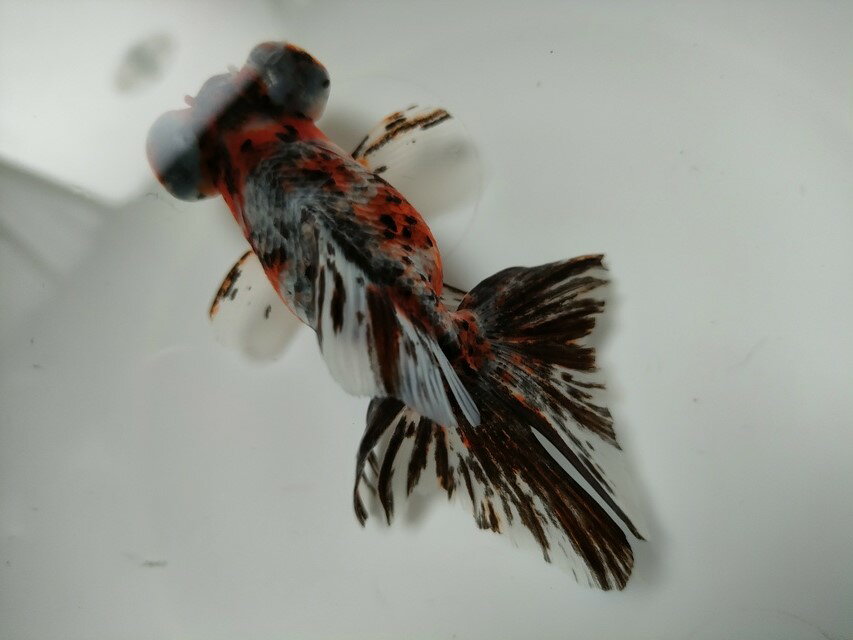 生体 中国産キャリコ蝶尾(b) 8～9センチ（1匹）チョービ/出目金/ローズテール/金魚/きんぎょ/中国金魚【金魚小屋-希-福岡】のサムネイル