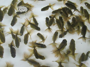 知ってたか 金魚 蝶尾は堕天使の象徴なんだぜ 知ってたか 金魚 蝶尾は堕天使の象徴なんだぜ