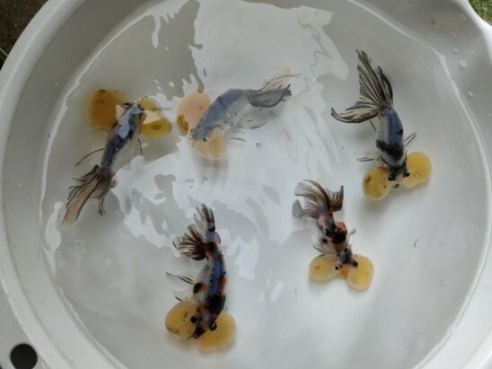 生体浜松産キャリコ水泡眼当歳魚約1...