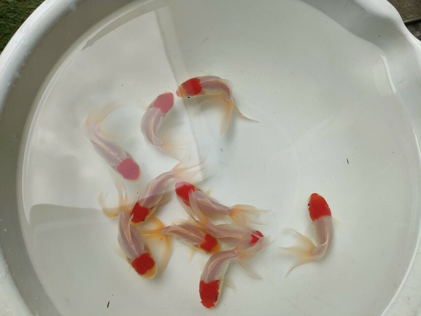 生体飯田産丹頂当歳魚約9センチオラ...