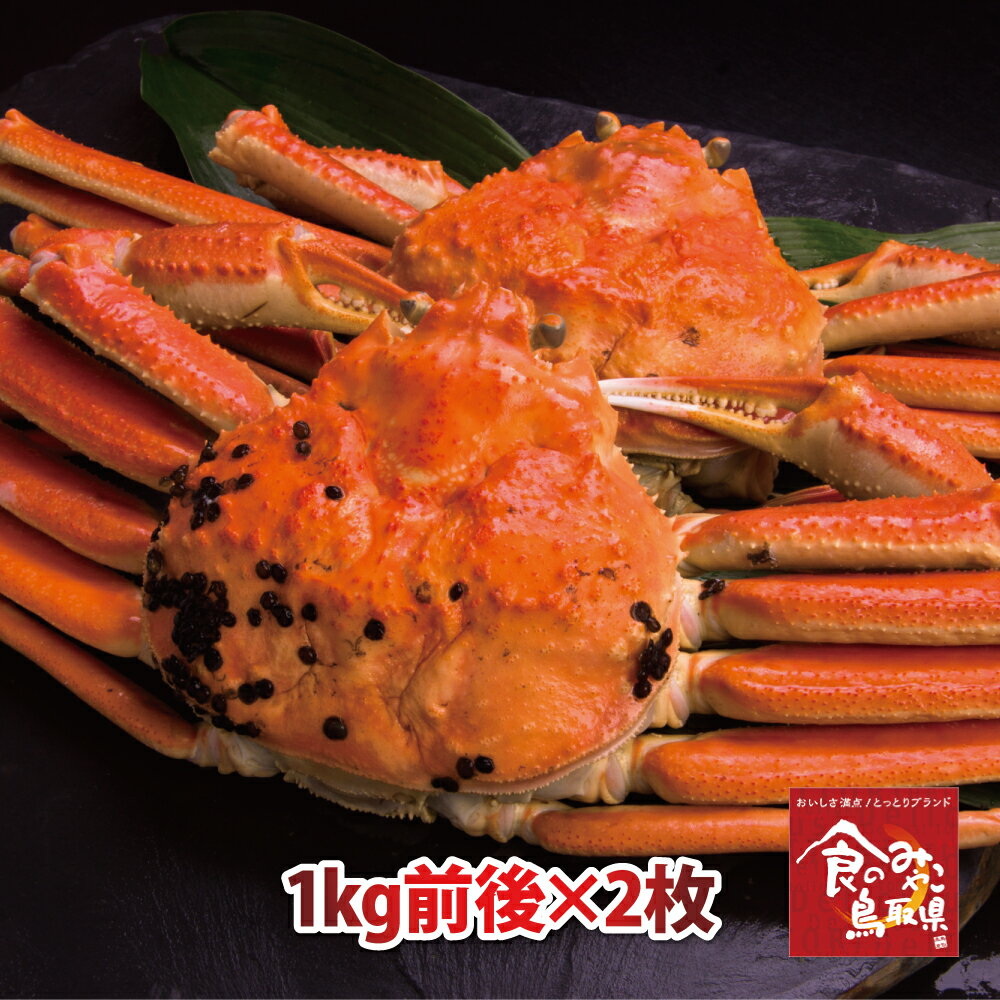 訳あり松葉ガニ(ボイル)特大サイズ2枚で2kg前後 1落ち程度 (ズワイガニ 姿 ずわい蟹 ずわいがに かに カニ 蟹)