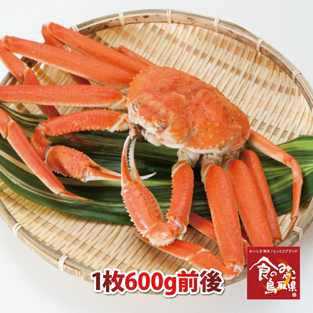 訳あり松葉ガニ(ボイル)中サイズ1枚600g前後 送料無料 1落ち程度(ズワイガニ 姿 ずわい蟹 ずわいがに かに カニ 蟹)