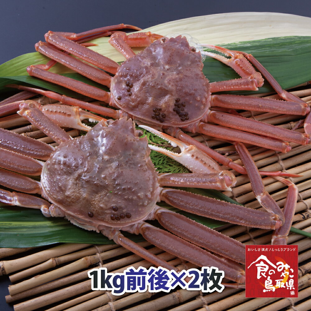 松葉ガニ(活 生)特大サイズ2枚2kg前後 送料無料(ずわい蟹 ずわいがに ズワイガニ かに カニ 蟹 松葉がに 姿 刺身)