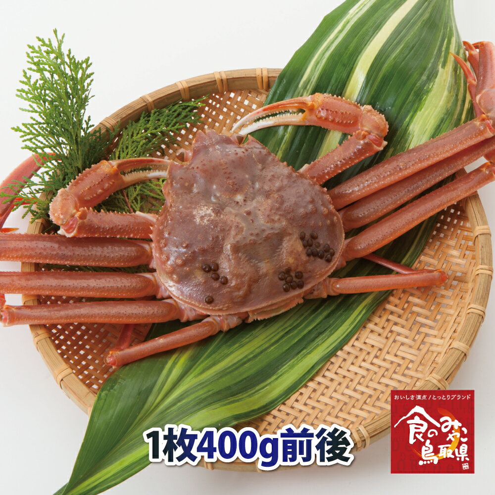 訳あり松葉ガニ(活)小サイズ1枚400g前後 送料無料 1落ち程度 (ずわい蟹 ずわいがに ズワイガニ かに カニ 蟹 生 松葉がに 姿 刺身)