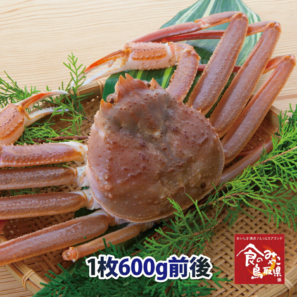 訳あり松葉ガニ(活)中サイズ1枚600g前後 送料無料 1落ち程度 (ずわい蟹 ずわいがに ズワイガニ かに カニ 蟹 生 松葉がに 姿 刺身)