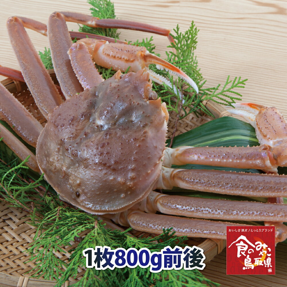 松葉ガニ(活)大サイズ1枚800g前後 送料無料 1落ち程度 (ずわい蟹 ずわいがに ズワイガニ かに カニ 蟹 生 松葉がに 姿 刺身)