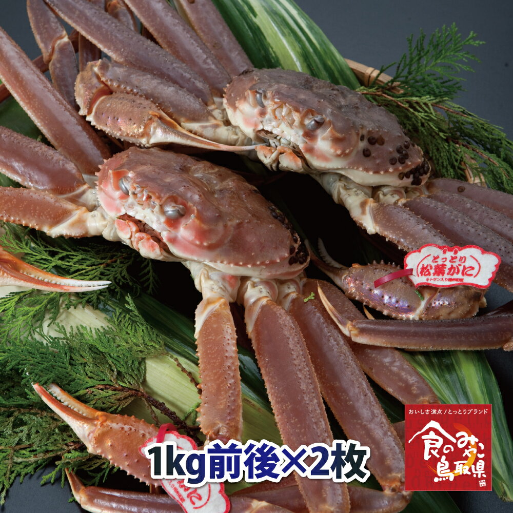 タグ付き特上松葉ガニ(活)特大サイズ2枚で2kg前後 送料無料(ずわい蟹 ずわいがに ズワイガニ かに カニ 蟹 生 松葉がに 姿 刺身)　到着希望日がある場合事前にご相談くださいのサムネイル