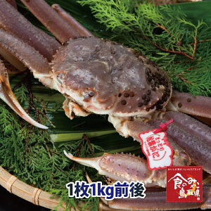 タグ付き特上松葉ガニ(活)特大サイズ1枚1kg前後 送料無料(ずわい蟹 ずわいがに ズワイガニ かに カニ 蟹 生 松葉がに 姿 刺身)