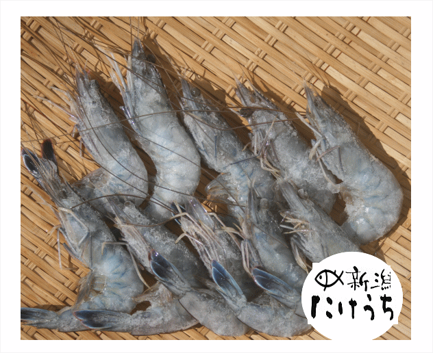 【月間優良ショップ】天使の海老10尾...ニューカレドニア産 天使のえび 10尾セット 刺身用 海老 生食用..