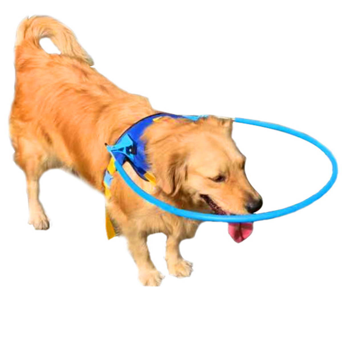 送料無料 小型犬 中型犬 大型犬 品質保証 猫用品 アウトレット Nikkashop ペット用盲目リング フェイスガード セーフリング 盲犬杖 目の不自由 白内障 老犬 Xxs Lサイズ 犬 視覚障害 猫 衝突防止 高齢犬 宅配便送料無料