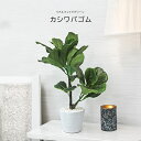 人工観葉植物 父の日 屋外 フェイクグリーン リアル 観葉植物 父の日 屋外 造花 カシワバゴムポット 鉢付 インテリア おしゃれ 55cm