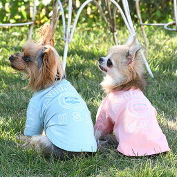 AVIREX（アヴィレックス） バーシティロゴT 春 夏 虫よけ クール加工 フレブル Tシャツ シャツ おしゃれ 犬 服 お揃い 冷感 PAX1071 TW ※お取り寄せ商品※