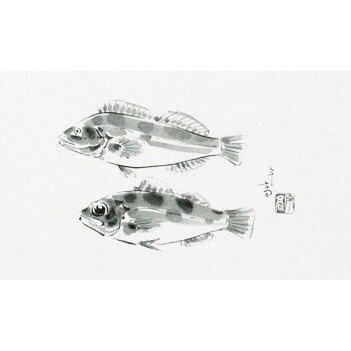 【期間限定P5倍】 テーブルマット　Eタイプ　No.503　あいなめ・めばる　100枚