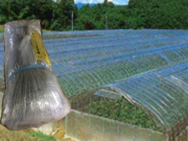 農業用ビニール 0.1mm×540cm×18.5m 透明/梨地 屋根用規格品 中接仕様