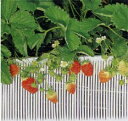 【送料無料】ストロースノコ 白 1型-30 300mm×25m 6巻入
