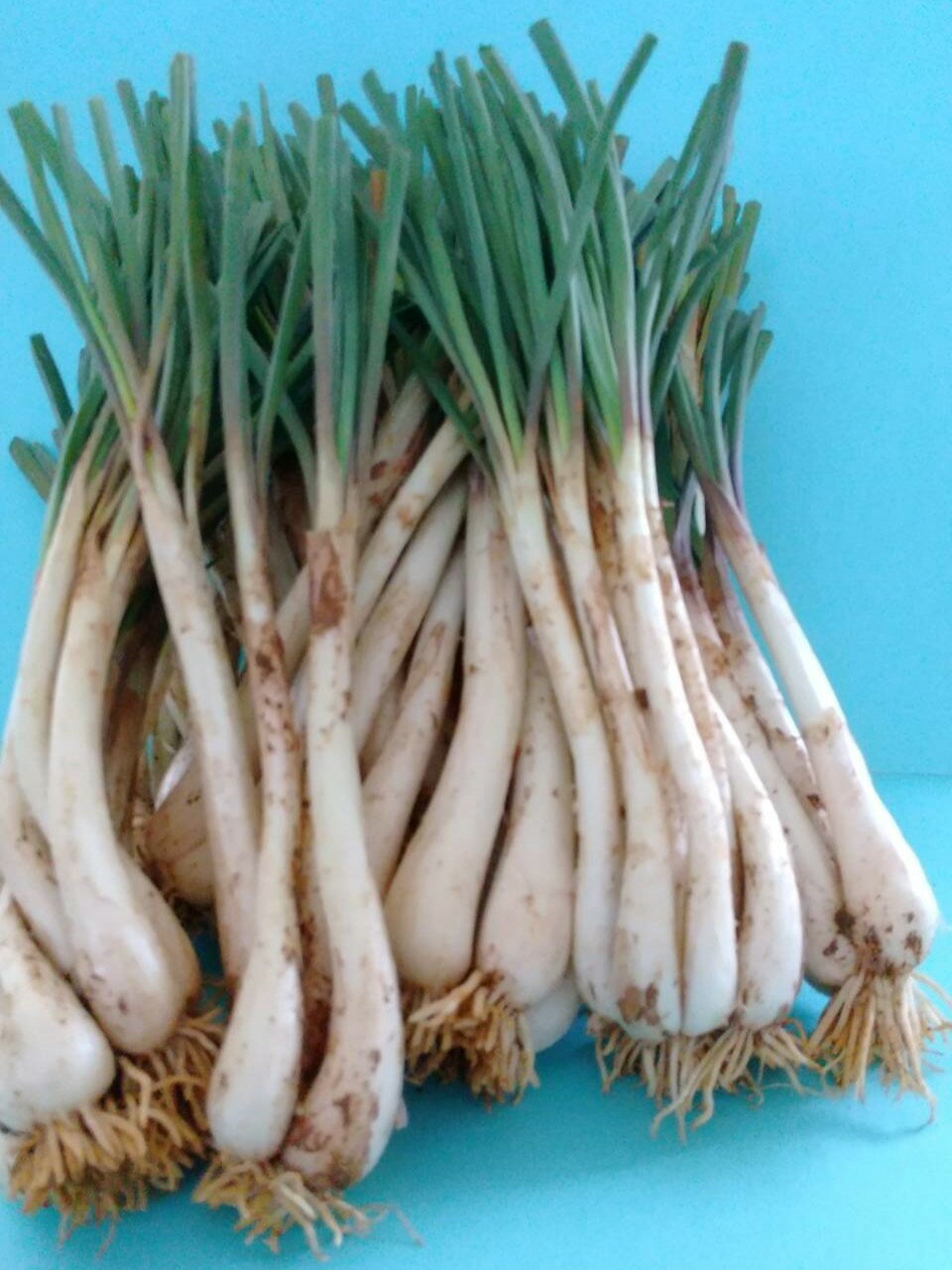 島らっきょう（約1kg)送料込み（代金引換は不可）　沖縄・石垣島より直送！！のサムネイル