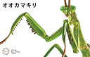 【送料無料】 フジミ模型 自由研究シリーズ No.023 いきもの編 オオカマキリ 色分け済プラモデル