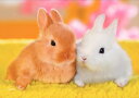 【送料無料】 ジグソーパズル 108ピース ペット・うさぎ ほっぺがぴったんこ 18.2×25.7cm 03-083