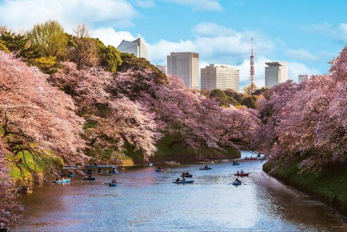 【送料無料】 ジグソーパズル 1000ピース 鳥ヶ淵の花見桜（東京) 50×75cm 10-1436