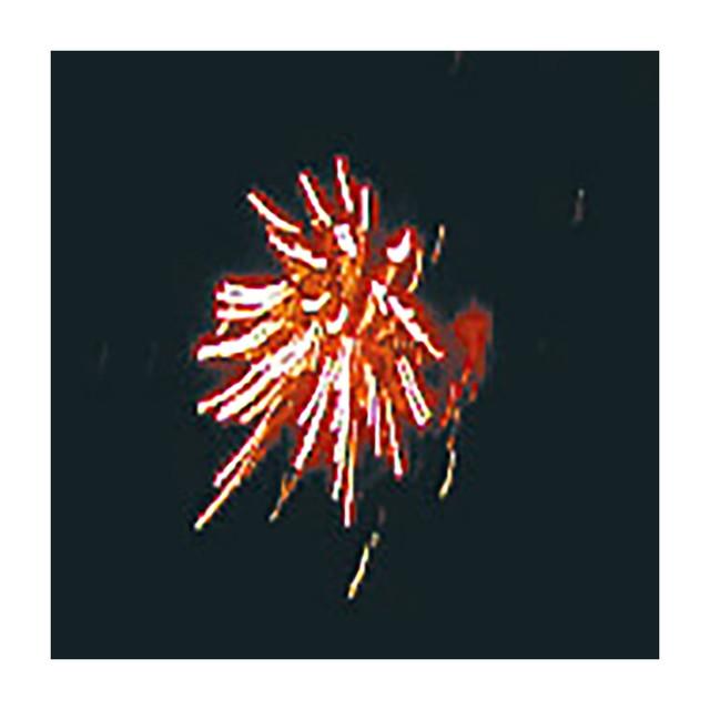 【送料無料】　菊花牡丹　打上花火　(国産はなび)