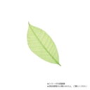 萬洋(まんよう) カラースカシ木の葉(緑)約13cm50入 18-789B