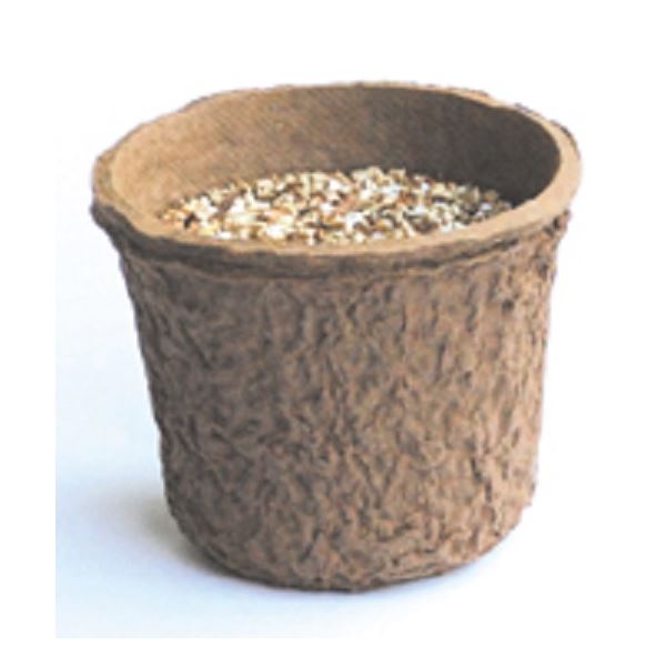 （まとめ）GREEN Labo Dog ＆ Cat grassSet 犬と猫が好きな草 栽培セット 【×5セット】 2