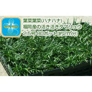 ☆産地直送☆ とっても元気なタマリュウ（玉竜）2.5号 80ポット （約2平方メートル分）