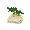 (まとめ)オカヤドカリのプール【×5セット】 (ヤドカリ用品)