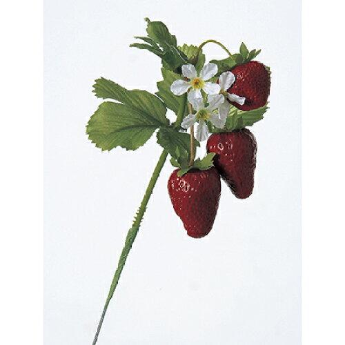 アスカ(Asca) Aー23017 ストロベリーピッ#002D ディープレッド【野菜】【くだもの】 (72-23017-102)