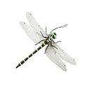 虫の天敵鬼ヤンマ 2個組
