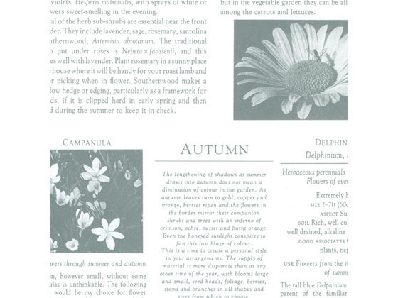  ǥ󥰥졼 ȾȽ(545788mm) 50  49-1420